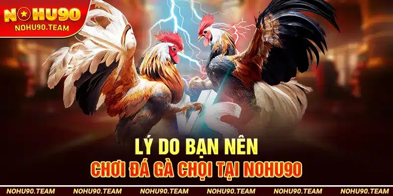 Lý Do Bạn Nên Chơi Đá Gà Chọi Tại Nohu90