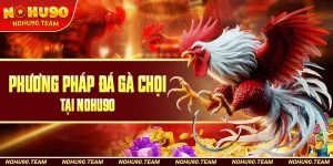 Phương Pháp Đá Gà Chọi Tại Nohu90