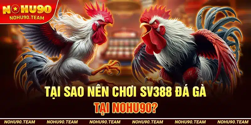 Tại Sao Nên Chơi SV388 Đá Gà Tại Nohu90?